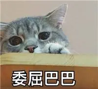 download zynga poker bot terbaru (Tetsuya Kanamaru, the owner of the rescued cat cafe Funyari) 